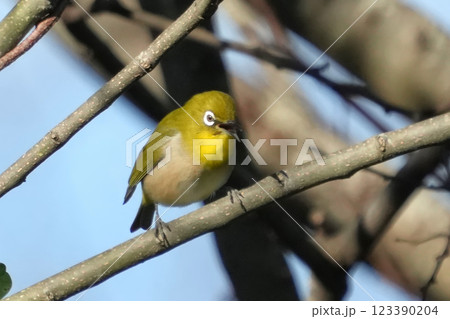 メジロ メジロ 123390204