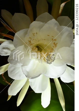 闇夜に浮かぶ月下美人 123390216