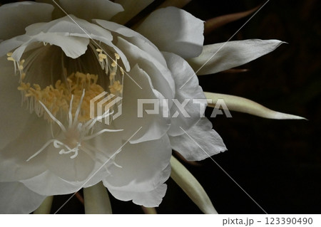 闇夜に浮かぶ月下美人 闇夜に浮かぶ月下美人 123390490