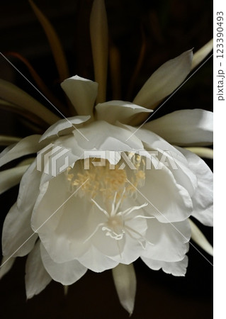 闇夜に浮かぶ月下美人 123390493