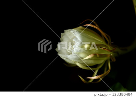 闇夜に浮かぶ月下美人 闇夜に浮かぶ月下美人 123390494