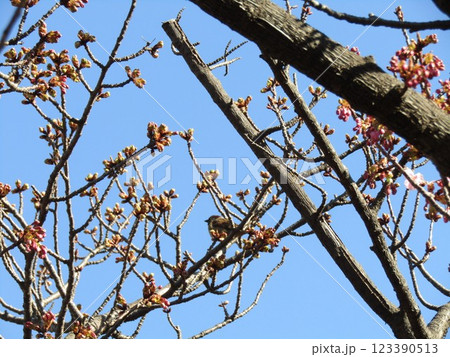 駅前の河津桜の蕾はまだ固い 駅前の河津桜の蕾はまだ固い 123390513