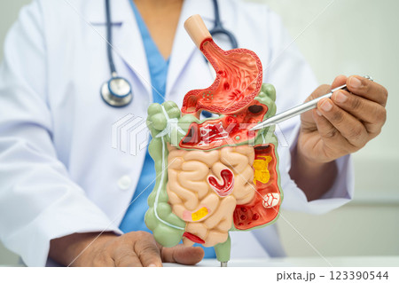 Digestive system with stomach and intestine, Asian doctor holding human anatomy model for study diagnosis and treatment in hospital. 123390544