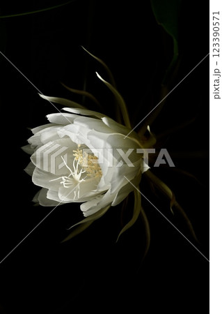 闇夜に浮かぶ月下美人 闇夜に浮かぶ月下美人 123390571