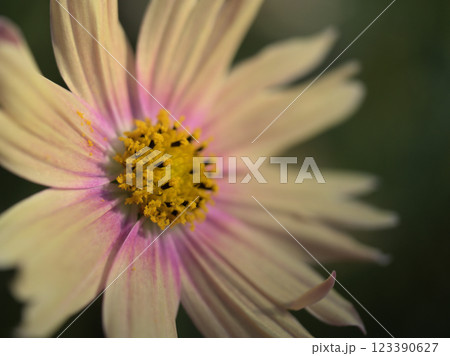 10月に咲いた可憐なコスモス（秋桜） 123390627