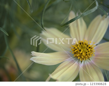 10月に咲いた可憐なコスモス（秋桜） 123390628