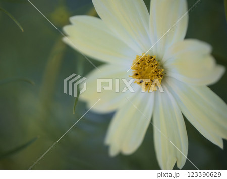 10月に咲いた可憐なコスモス（秋桜） 123390629