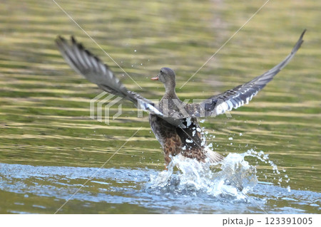 カモ カモ 123391005