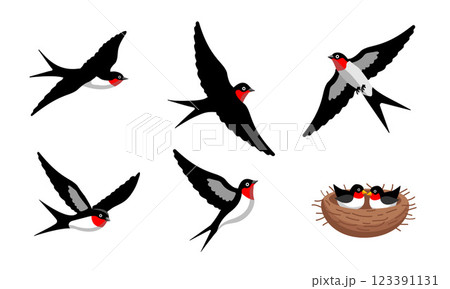 Swallow Bird Illustration Swallow Bird Illustration 123391131
