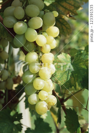 White Grapes on a Vine, Close View Background White Grapes on a Vine, Close View Background 123391535