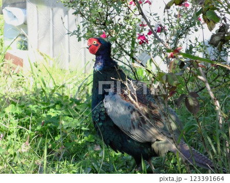 キジ(雄) キジ(雄) 123391664