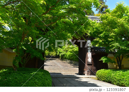 光明寺　新緑の総門 123391807