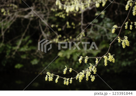 春の花、トサミズキ咲く早春風景-5 123391844