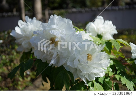 牡丹の花 連鶴 牡丹の花 連鶴 123391964