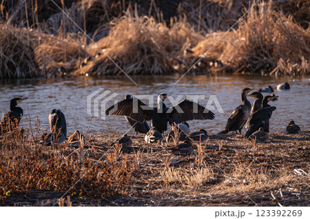 羽を広げた婚姻色のカワウ 羽を広げた婚姻色のカワウ 123392269
