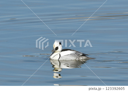 ミコアイサ 123392605