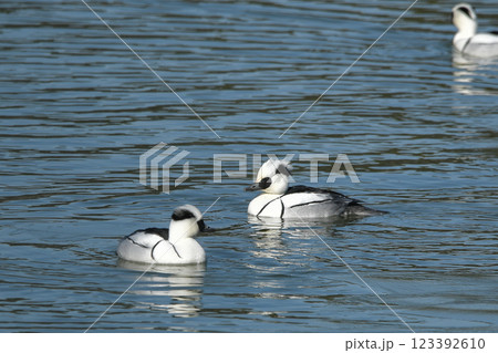 ミコアイサ 123392610