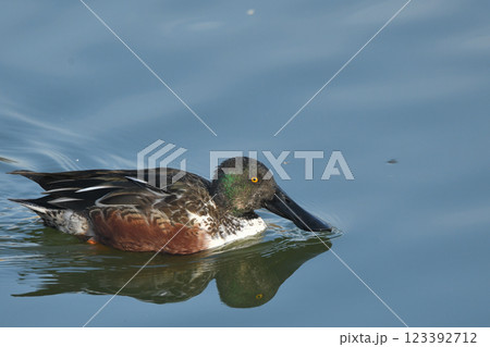 ハシビロガモ 123392712