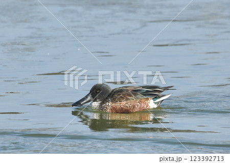 ハシビロガモ 123392713