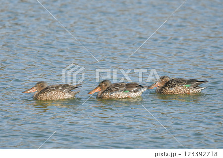 ハシビロガモ ハシビロガモ 123392718