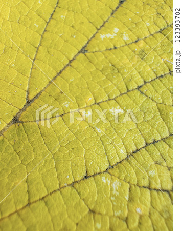 Close-up view of a vibrant green leaf showcasing its intricate texture and patterns Close-up view of a vibrant green leaf showcasing its intricate texture and patterns 123393702