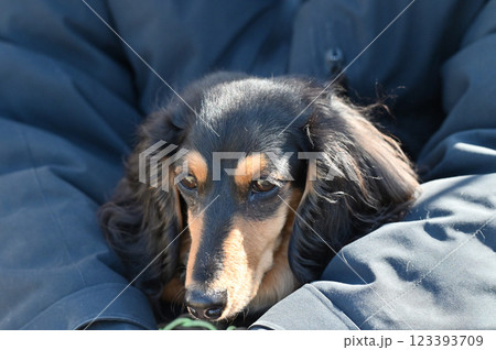 女性の腕の中でまどろむ愛犬　カニンヘンダックス　 123393709