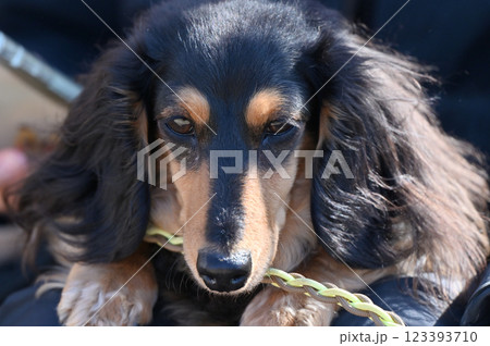 女性の腕の中でまどろむ愛犬　カニンヘンダックス　 123393710