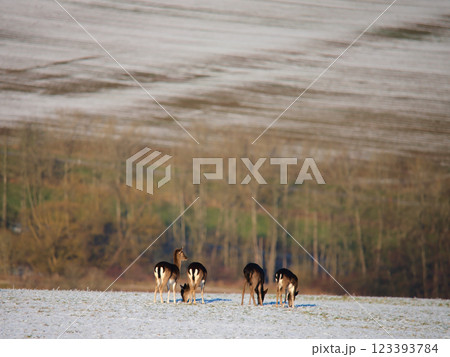 Small group of deer feeding in frost-covered pasture Small group of deer feeding in frost-covered pasture 123393784