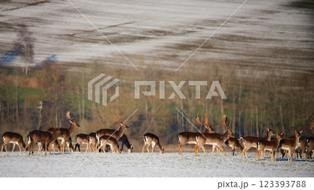 Deer herd grazing peacefully on frosty meadow. Deer herd grazing peacefully on frosty meadow. 123393788