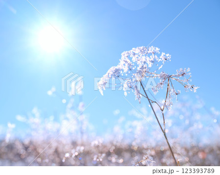 Frosty winter plant illuminated by brilliant sunshine. 123393789