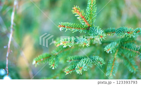 Close-up of evergreen pine needles against blurred green 123393793