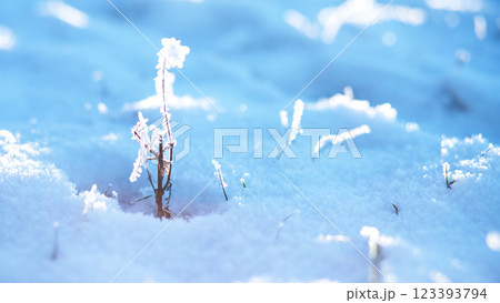 Delicate plant with frost in a snowy landscape view. 123393794