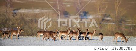 Herd of deer grazing on snow-dusted field, landscape view 123393795