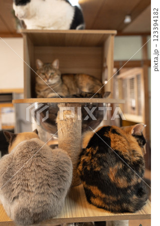 猫カフェの塔：4匹の猫のくつろぎタイム 123394182