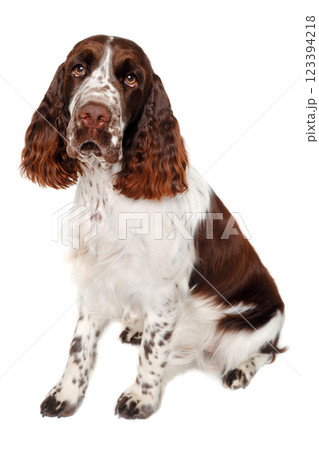 Sad English Springer Spaniel dog taken on at clean white background 123394218