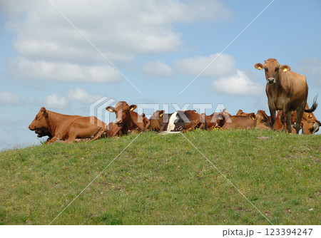 Cows resting on green grass Cows resting on green grass 123394247