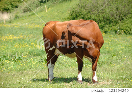 cow is standing on green grass cow is standing on green grass 123394249