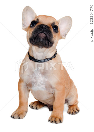 Sad french puppy bulldog is sitting on at clean white background Sad french puppy bulldog is sitting on at clean white background 123394770