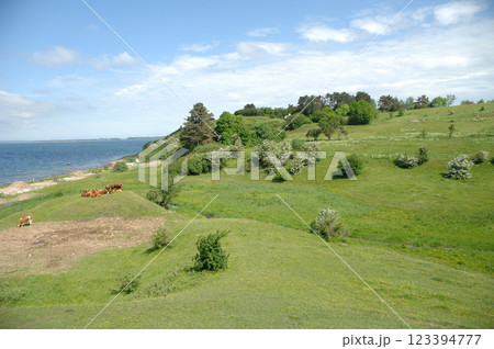 Cows and green landscape Cows and green landscape 123394777