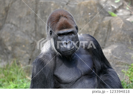 ドヤ顔のオスのゴリラ ドヤ顔のオスのゴリラ 123394818