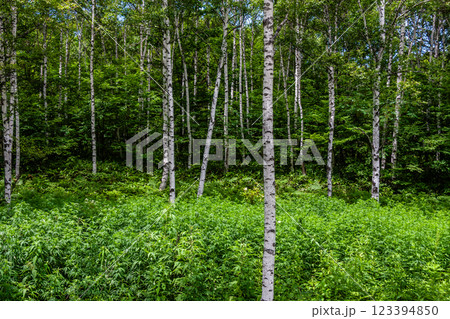 飛騨高山　日和田高原の夏の風景　7月	 123394850