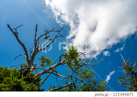 飛騨高山 日和田高原の夏の風景 7月 飛騨高山 日和田高原の夏の風景 7月 123394875