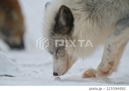 キツネ 123394892