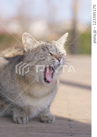 あくびする猫 123395170