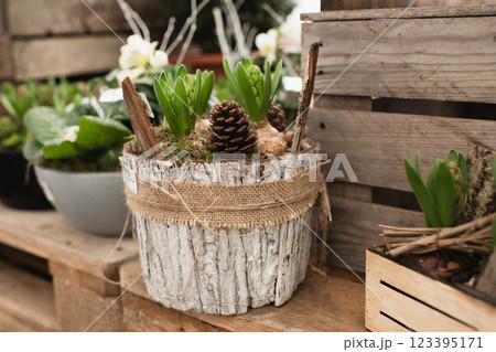 The christmas composition with hyacinths in a pot 123395171