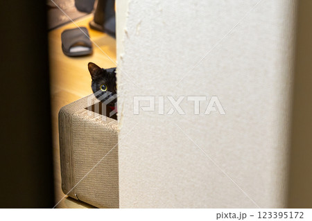 くろねこ 123395172