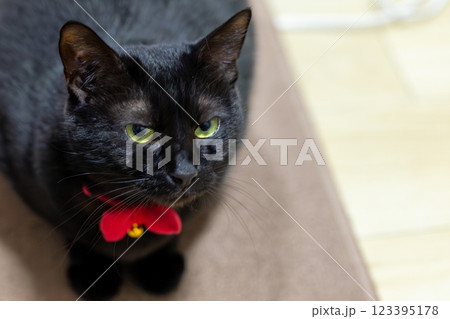 くろねこ くろねこ 123395178