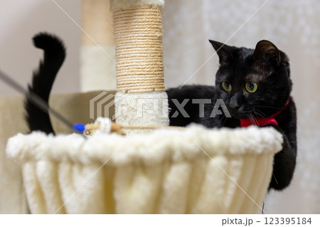 くろねこ くろねこ 123395184