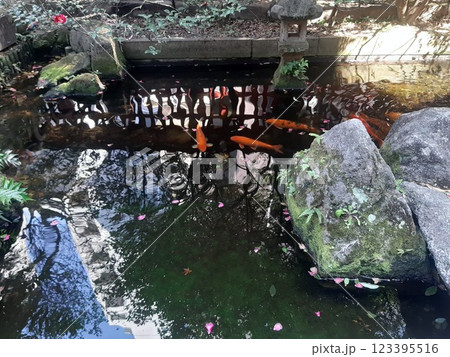 池の中の鯉　鯉　沢山の鯉 123395516