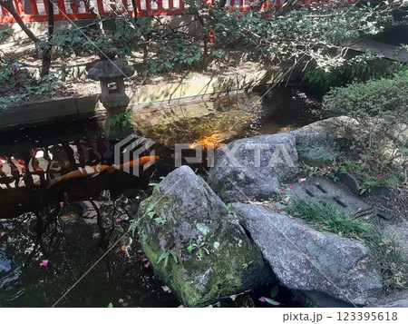 神社の鯉　鯉　泳ぐ鯉 123395618
